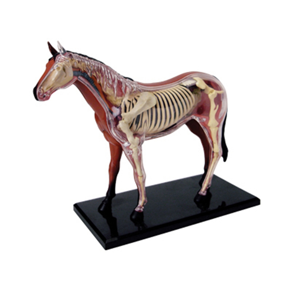 Science Toys - Modelo de anatomia de órgão animal