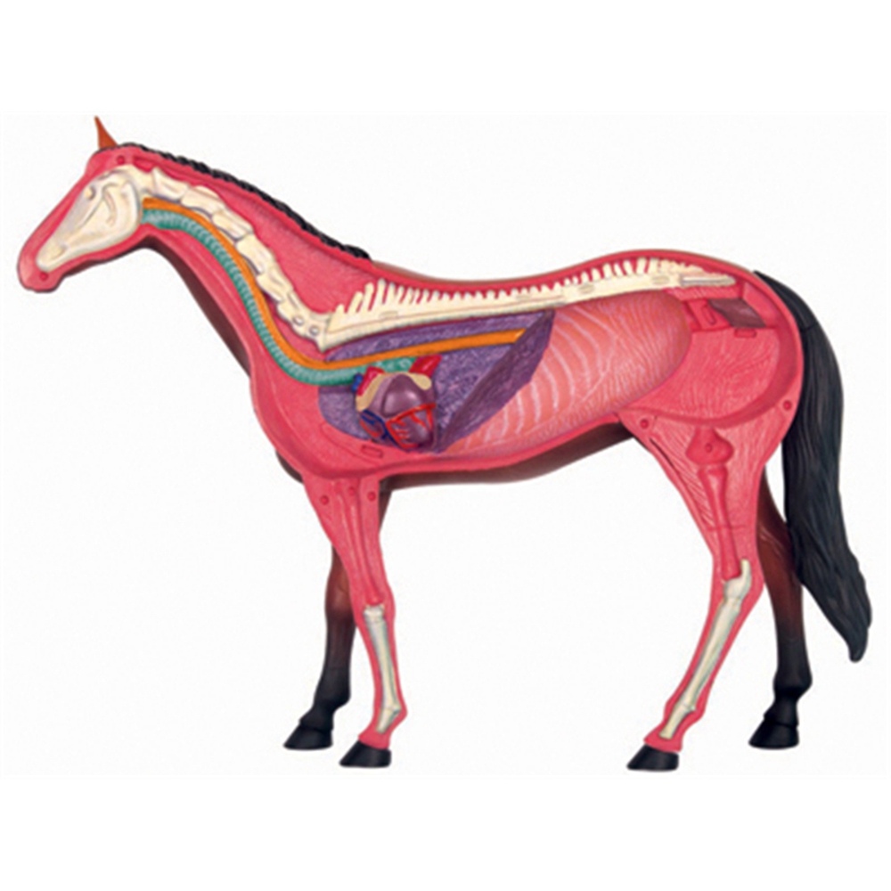 Modelo de anatomia de órgão an - Science Toys avaliação e preço