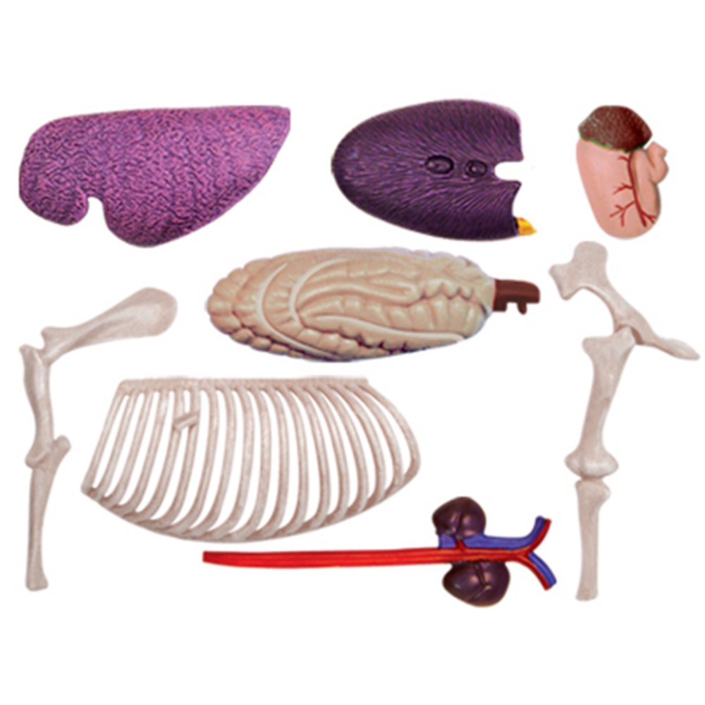 Modelo de anatomia de órgão an - Science Toys avaliação e preço