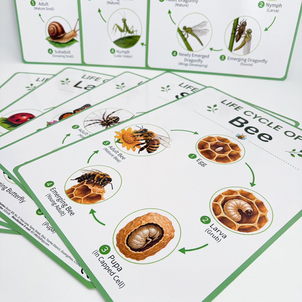 8 Pôsteres Educativos sobre o  - Science Nature avaliação e preço